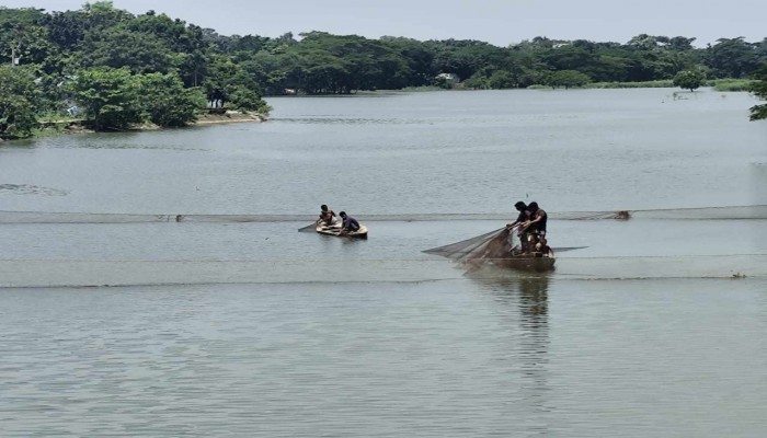 ধর্মপাশার কালীজানা গ্রুপ জলমহাল দিনে-রাতে অবৈধভাবে মাছ শিকার ধর্মপাশার কালীজানা গ্রুপ জলমহাল দিনে-রাতে অবৈধভাবে মাছ শিকার
