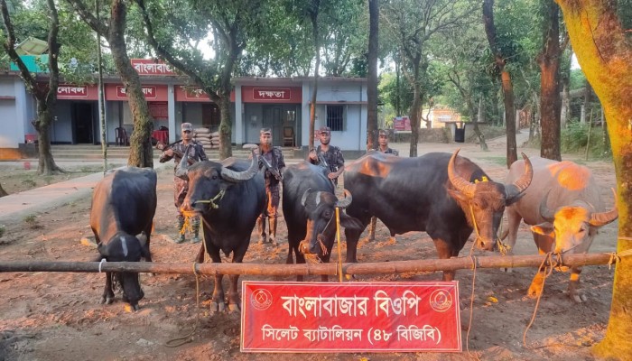 দোয়ারাবাজারে মহিষ ও মাছের চালান জব্দ দোয়ারাবাজারে মহিষ ও মাছের চালান জব্দ