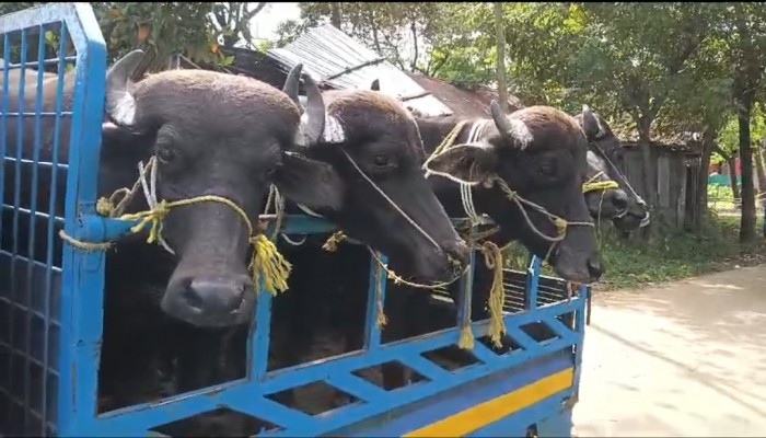সীমান্ত দিয়ে আসা অবৈধ গরুর বৈধতা দিচ্ছে ইজারাদার সীমান্ত দিয়ে আসা অবৈধ গরুর বৈধতা দিচ্ছে ইজারাদার