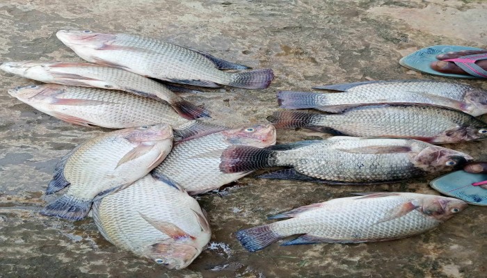 পুকুরে অক্সিজেন স্বল্পতায় মরছে মাছ, কপাল পুড়ছে চাষীদের পুকুরে অক্সিজেন স্বল্পতায় মরছে মাছ, কপাল পুড়ছে চাষীদের