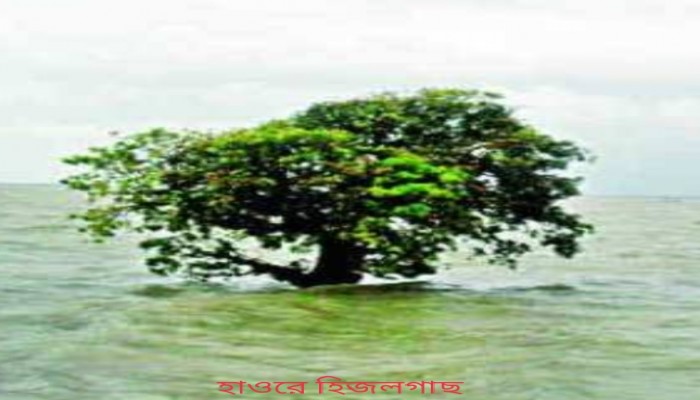 বিলুপ্তির পথে হাওরাঞ্চলের চিরচেনা হিজলগাছ বিলুপ্তির পথে হাওরাঞ্চলের চিরচেনা হিজলগাছ