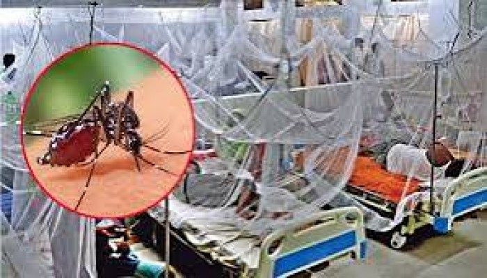 ডেঙ্গুতে আরও ৫ মৃত্যু ডেঙ্গুতে আরও ৫ মৃত্যু