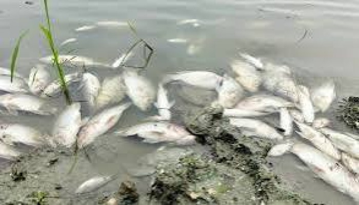 জলমহালে বিষ ঢেলে মাছ নিধন, চার লক্ষাধিক টাকার ক্ষতি জলমহালে বিষ ঢেলে মাছ নিধন, চার লক্ষাধিক টাকার ক্ষতি