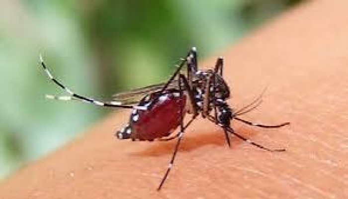 ডেঙ্গুতে ১৮ দিনে প্রাণ গেল ১০৬ জনের, আক্রান্ত ১৯ হাজারের বেশি ডেঙ্গুতে ১৮ দিনে প্রাণ গেল ১০৬ জনের, আক্রান্ত ১৯ হাজারের বেশি