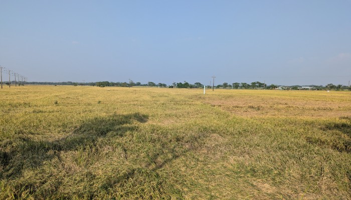 লক্ষ্যমাত্রা ছাপিয়ে ৩ হাজার মে.টন বেশি ধান উৎপাদন লক্ষ্যমাত্রা ছাপিয়ে ৩ হাজার মে.টন বেশি ধান উৎপাদন