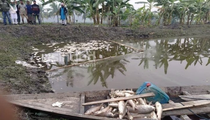 ঘেরে বিষ দিয়ে কয়েক হাজার মাছ নিধন ঘেরে বিষ দিয়ে কয়েক হাজার মাছ নিধন