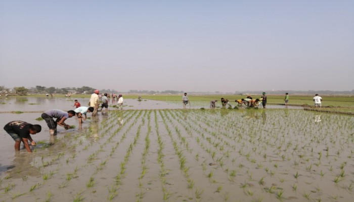 হাওরে বোরো আবাদের ধুম হাওরে বোরো আবাদের ধুম