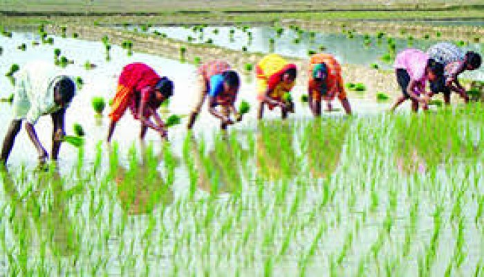 হাওরের ৯১ ভাগ জমিতে বোরো চাষ শেষ হাওরের ৯১ ভাগ জমিতে বোরো চাষ শেষ