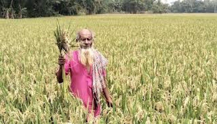 হাওরে কমছে দেশি ধান চাষ হাওরে কমছে দেশি ধান চাষ