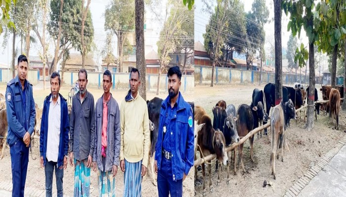 চোরাই পথে আনা ৪০টি গরু জব্দ, গ্রেফতার ৪ চোরাই পথে আনা ৪০টি গরু জব্দ, গ্রেফতার ৪