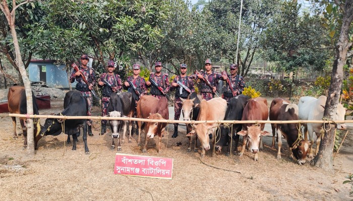 সুনামগঞ্জে বিপুল পরিমাণ ভারতীয় গরুসহ ১৫ লাখ টাকার মালামাল জব্দ সুনামগঞ্জে বিপুল পরিমাণ ভারতীয় গরুসহ ১৫ লাখ টাকার মালামাল জব্দ