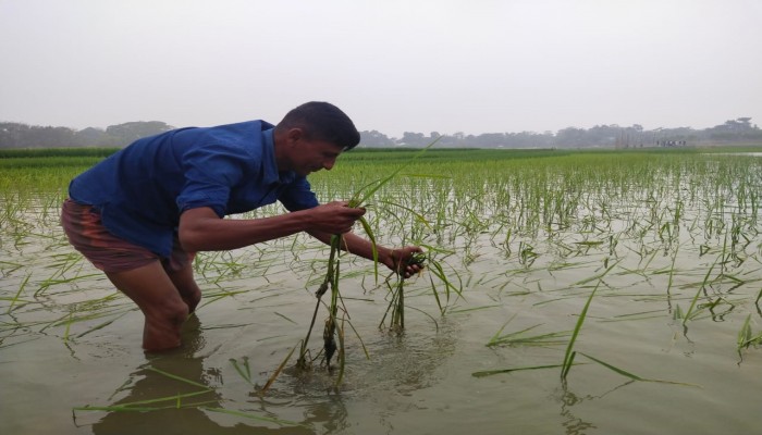 শান্তিগঞ্জে বিলের পানিতে ফসলডুবির শঙ্কা শান্তিগঞ্জে বিলের পানিতে ফসলডুবির শঙ্কা