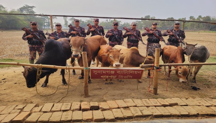 দোয়ারাবাজারে ভারতীয় গরুর চালান আটক দোয়ারাবাজারে ভারতীয় গরুর চালান আটক