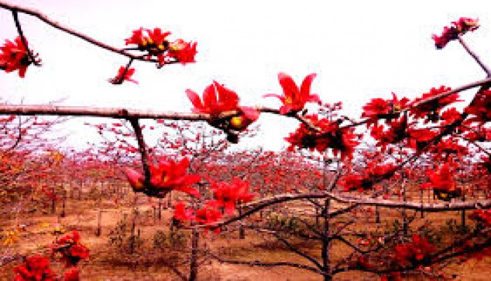 ফুল ফুটুক আর না-ফুটুক আজ বসন্ত ফুল ফুটুক আর না-ফুটুক আজ বসন্ত