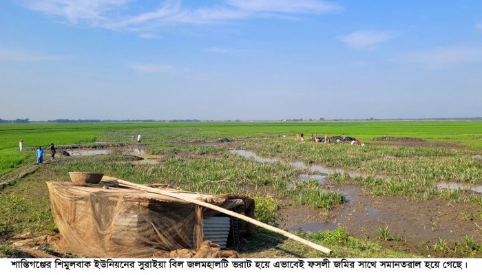 শান্তিগঞ্জে পলিমাটিতে ভরাট জলমহাল সেচ সংকটে বিপাকে কৃষক শান্তিগঞ্জে পলিমাটিতে ভরাট জলমহাল সেচ সংকটে বিপাকে কৃষক