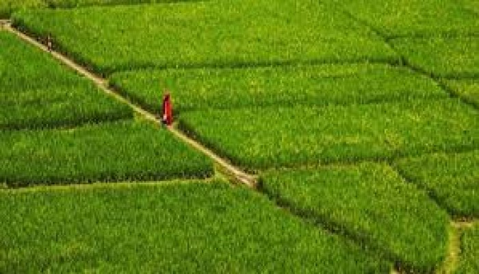 কৃষিতে অশনি সংকেত কৃষিতে অশনি সংকেত