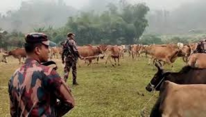 বিজিবি’র অভিযানে ৫টি ভারতীয় গরু জব্দ বিজিবি’র অভিযানে ৫টি ভারতীয় গরু জব্দ
