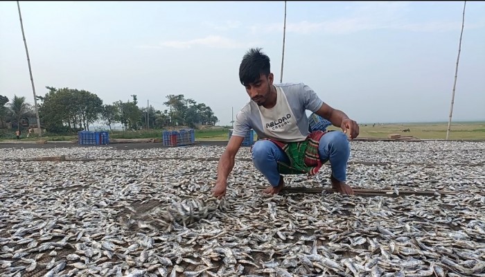 হাওরের শুঁটকি রপ্তানি হচ্ছে ইউরোপ-মধ্যপ্রাচ্যে হাওরের শুঁটকি রপ্তানি হচ্ছে ইউরোপ-মধ্যপ্রাচ্যে