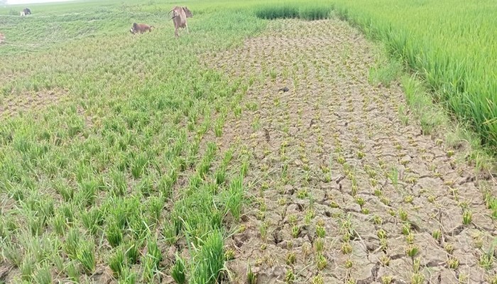 বিএনপি নেতার বিরুদ্ধে প্রতিপক্ষের কাঁচা ধান কেটে নেয়ার অভিযোগ বিএনপি নেতার বিরুদ্ধে প্রতিপক্ষের কাঁচা ধান কেটে নেয়ার অভিযোগ