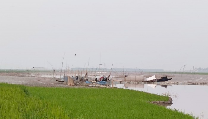 জামালগঞ্জে লম্বাবিল জলমহাল শুকিয়ে মাছ নিধন জামালগঞ্জে লম্বাবিল জলমহাল শুকিয়ে মাছ নিধন