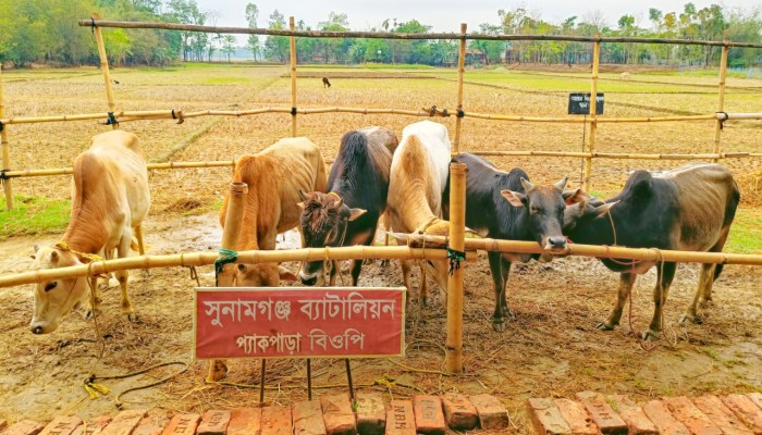 সুনামগঞ্জ সীমান্তে ৬ লাখ টাকার ভারতীয় গরু জব্দ সুনামগঞ্জ সীমান্তে ৬ লাখ টাকার ভারতীয় গরু জব্দ