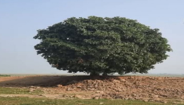 হাওরের শক্তি হিজল গাছ হাওরের শক্তি হিজল গাছ