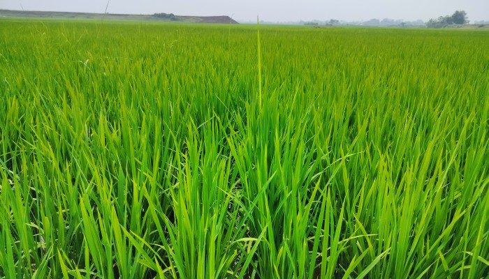 স্বস্তির বৃষ্টিতে সতেজ বোরো ধানের চারা, কৃষকের মুখে হাসি স্বস্তির বৃষ্টিতে সতেজ বোরো ধানের চারা, কৃষকের মুখে হাসি