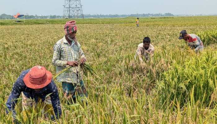 বাম্পার ফলনের আশায় হাওরের ১০ লাখ কৃষক বাম্পার ফলনের আশায় হাওরের ১০ লাখ কৃষক