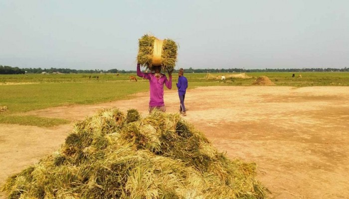 বোরো ধান কাটার ধুম, হাওরে বৈশাখী হাসি বোরো ধান কাটার ধুম, হাওরে বৈশাখী হাসি