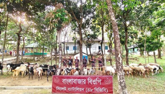 ৬১ লাখ টাকার ভারতীয় দুম্বা-ছাগল জব্দ ৬১ লাখ টাকার ভারতীয় দুম্বা-ছাগল জব্দ