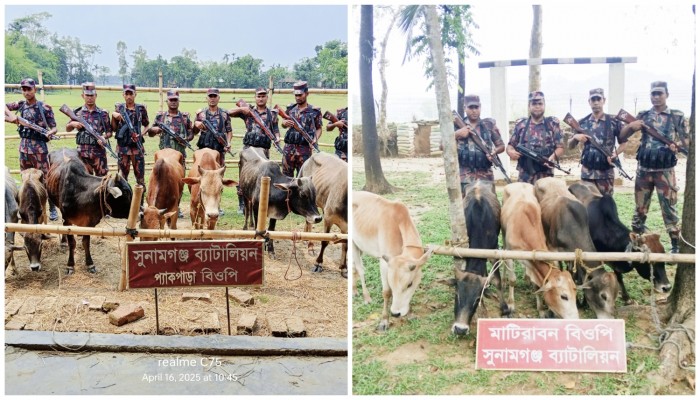 সীমান্তে ভারতীয় ১২ গরু জব্দ সীমান্তে ভারতীয় ১২ গরু জব্দ