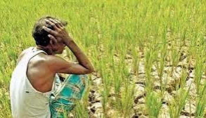 ভারী বৃষ্টিপাতের পূর্বাভাস, দুশ্চিন্তায় কৃষক ভারী বৃষ্টিপাতের পূর্বাভাস, দুশ্চিন্তায় কৃষক