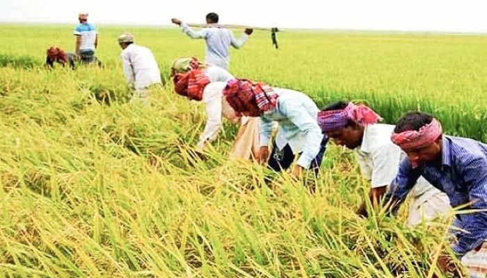 উৎকণ্ঠার মধ্যেই হাওরে ধান কাটার ধুম উৎকণ্ঠার মধ্যেই হাওরে ধান কাটার ধুম