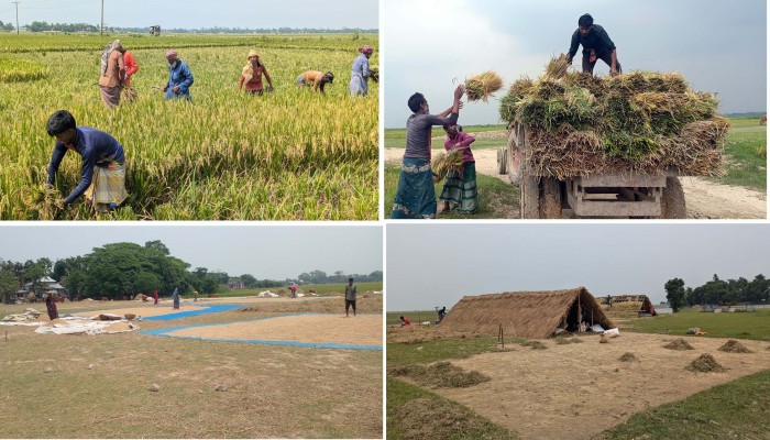 ফসল তোলার উৎসব-সংগ্রামে একাকার হাওর-ভাটির কৃষক ফসল তোলার উৎসব-সংগ্রামে একাকার হাওর-ভাটির কৃষক