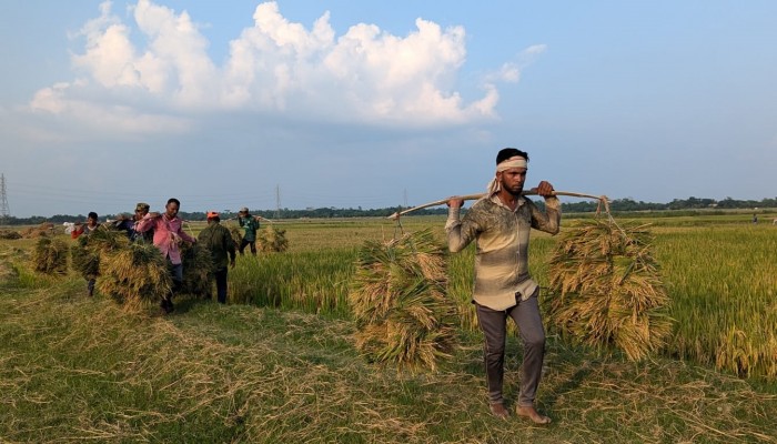 বাম্পার ফলনে সন্তুষ্ট কৃষক, ন্যায্য হিস্যায় খুশি শ্রমিকও বাম্পার ফলনে সন্তুষ্ট কৃষক, ন্যায্য হিস্যায় খুশি শ্রমিকও