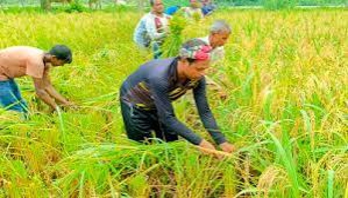 জগন্নাথপুরে দুশ্চিন্তায় কৃষক, মেশিন ও শ্রমিক সংকটে ধানকাটা ব্যাহত জগন্নাথপুরে দুশ্চিন্তায় কৃষক, মেশিন ও শ্রমিক সংকটে ধানকাটা ব্যাহত