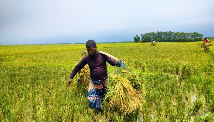 বোরো’র ঘ্রাণে মুখর হাওর বোরো’র ঘ্রাণে মুখর হাওর