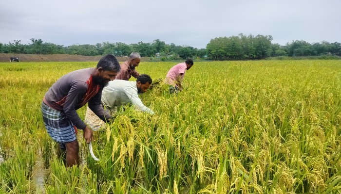 সিলেট বিভাগে ৪৯ শতাংশ ধান কাটা শেষ সিলেট বিভাগে ৪৯ শতাংশ ধান কাটা শেষ