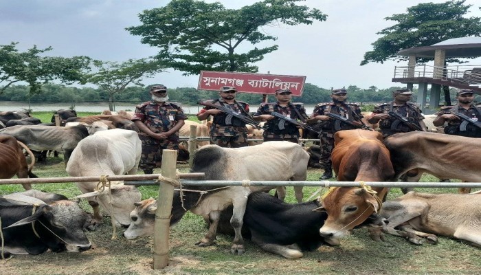 সীমান্তে সক্রিয় গরু চোরাচালান চক্র সীমান্তে সক্রিয় গরু চোরাচালান চক্র