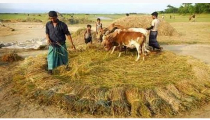 ধান মাড়াই ধান মাড়াই