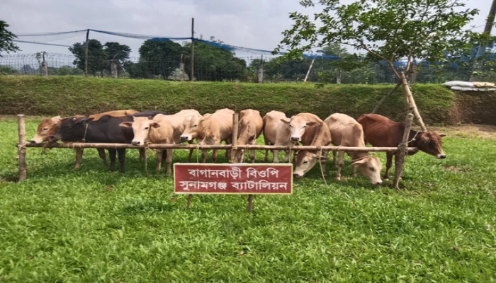 সীমান্তে ৯ ভারতীয় গরু আটক করলেন বিজিবি সীমান্তে ৯ ভারতীয় গরু আটক করলেন বিজিবি