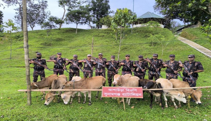 চোরাচালান ঠেকাতে কঠোর বিজিবি সুনামগঞ্জ সীমান্তে ৯ ভারতীয় গরু জব্দ চোরাচালান ঠেকাতে কঠোর বিজিবি সুনামগঞ্জ সীমান্তে ৯ ভারতীয় গরু জব্দ
