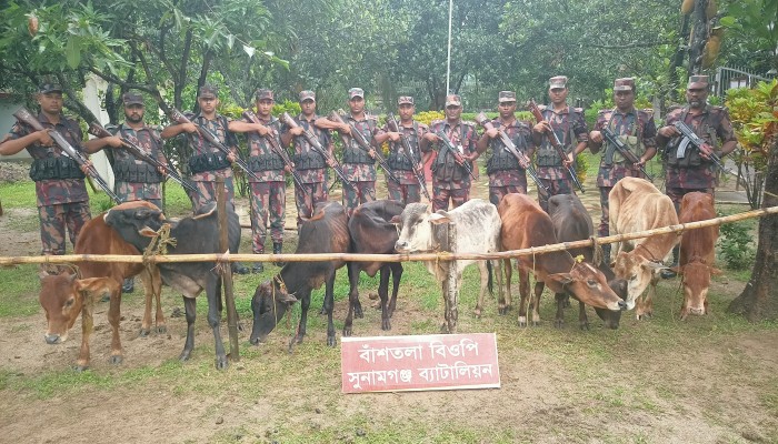 বিজিবি’র অভিযানে ভারতীয় ৯ গরু জব্দ বিজিবি’র অভিযানে ভারতীয় ৯ গরু জব্দ