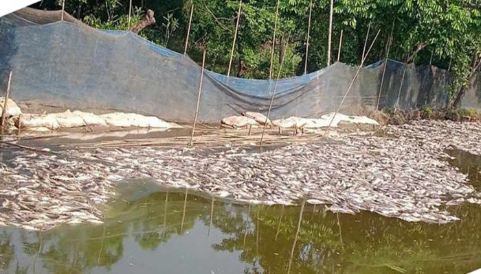 পুকুরে বিষ প্রয়োগে ২০ লক্ষ টাকার মাছ নিধন, থানায় মামলা দায়ের পুকুরে বিষ প্রয়োগে ২০ লক্ষ টাকার মাছ নিধন, থানায় মামলা দায়ের