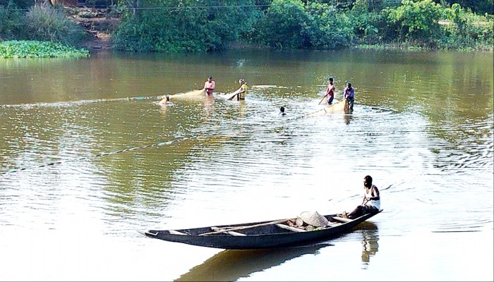 হাওরে মাছের আকাল, চাষের পাঙ্গাসই এখন ভরসা হাওরে মাছের আকাল, চাষের পাঙ্গাসই এখন ভরসা