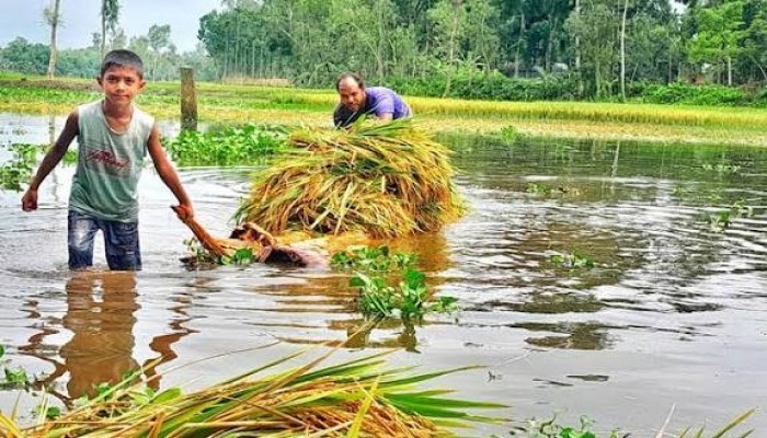 কৃষিখাতে মিথেন দূষণের বিস্তার ঝুঁকিতে নিম্ন ভূমির মানুষ