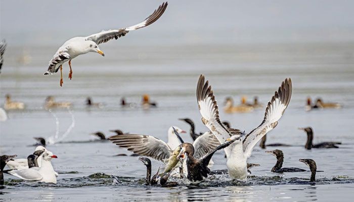 হাওরে তৎপর পাখি শিকারিরা, নজরদারি বাড়ানোর তাগিদ