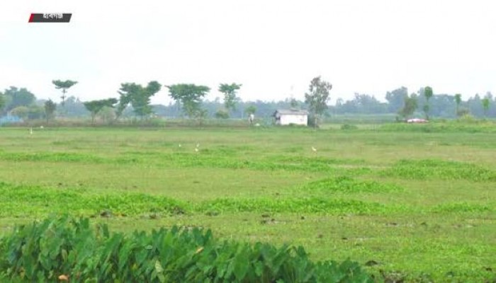 চাষের আওতায় আসছে হাওরের পতিত জমি