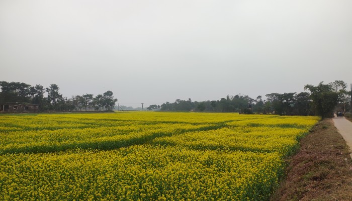 সরিষায় স্বপ্ন বুনছেন চাষিরা