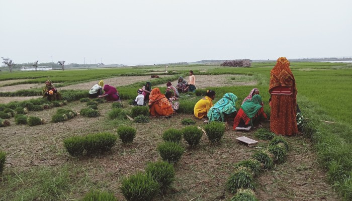 জগন্নাথপুরে বোরো আবাদের ধুম